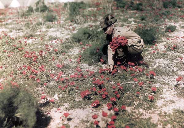 Light Horseman Picking Flowers