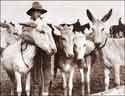 Picture Frank Hurley