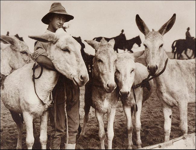 Frank Hurley: Friends at the Front
