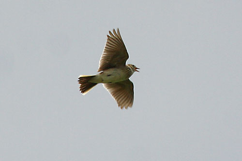 Lark in the sky