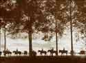 Picture Frank Hurley