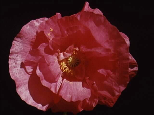 Poppy