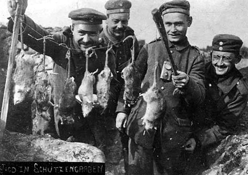 Rats