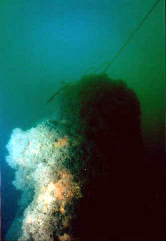 Tubantia